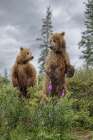 Alaskan brown bear along Alagnak River, Alaska. Art Print